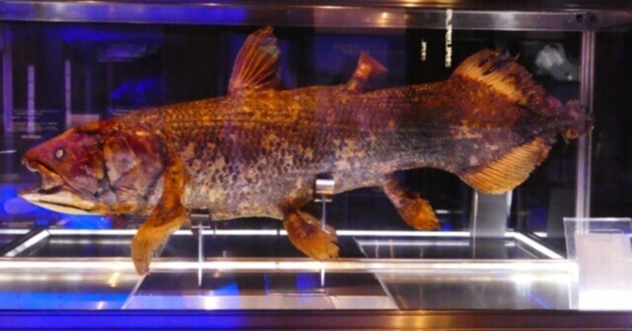 冷凍シーラカンスは見る価値あり？沼津港深海水族館を調べてみた｜kkwebjp