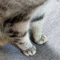 猫毛伝道師