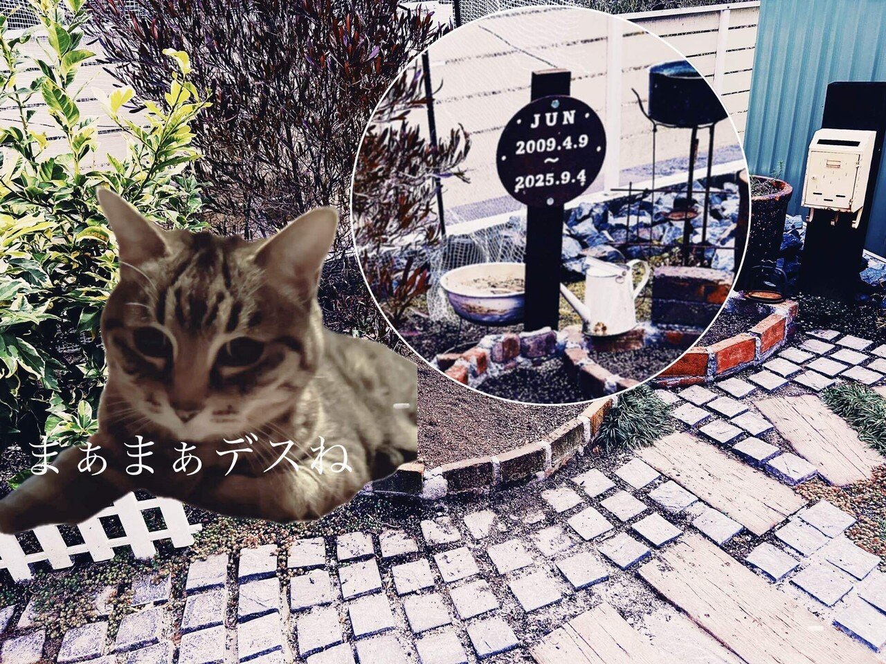 墓標に愛を。野菜には猫を。｜はらぺこ◎