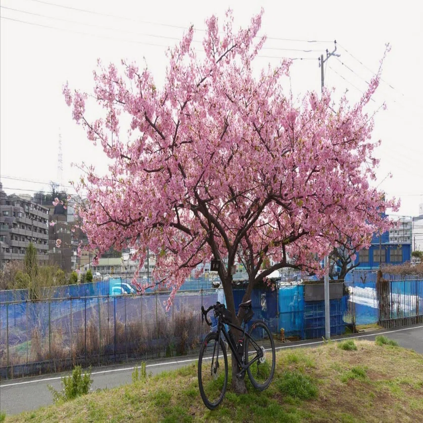 自転車日記(今週のライド：2026年2月22日～2026年2月28日)｜Hitoshi