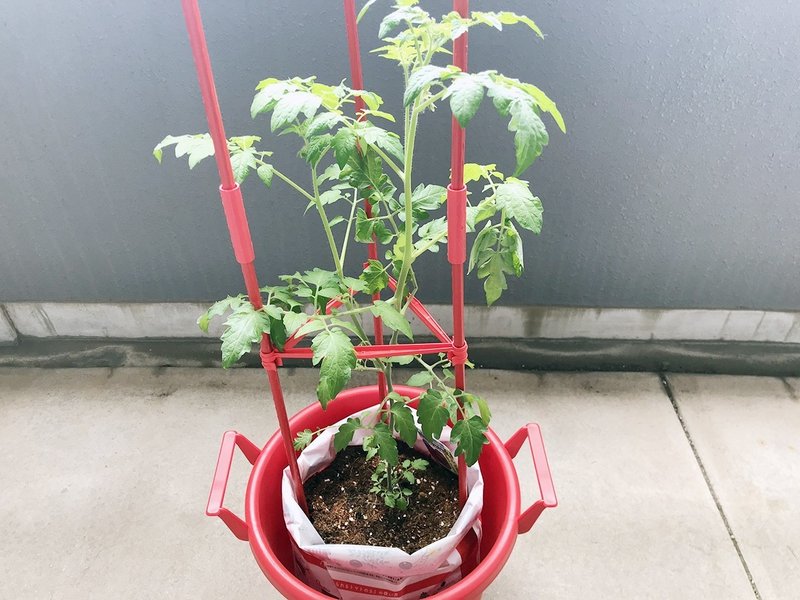 トマト成長