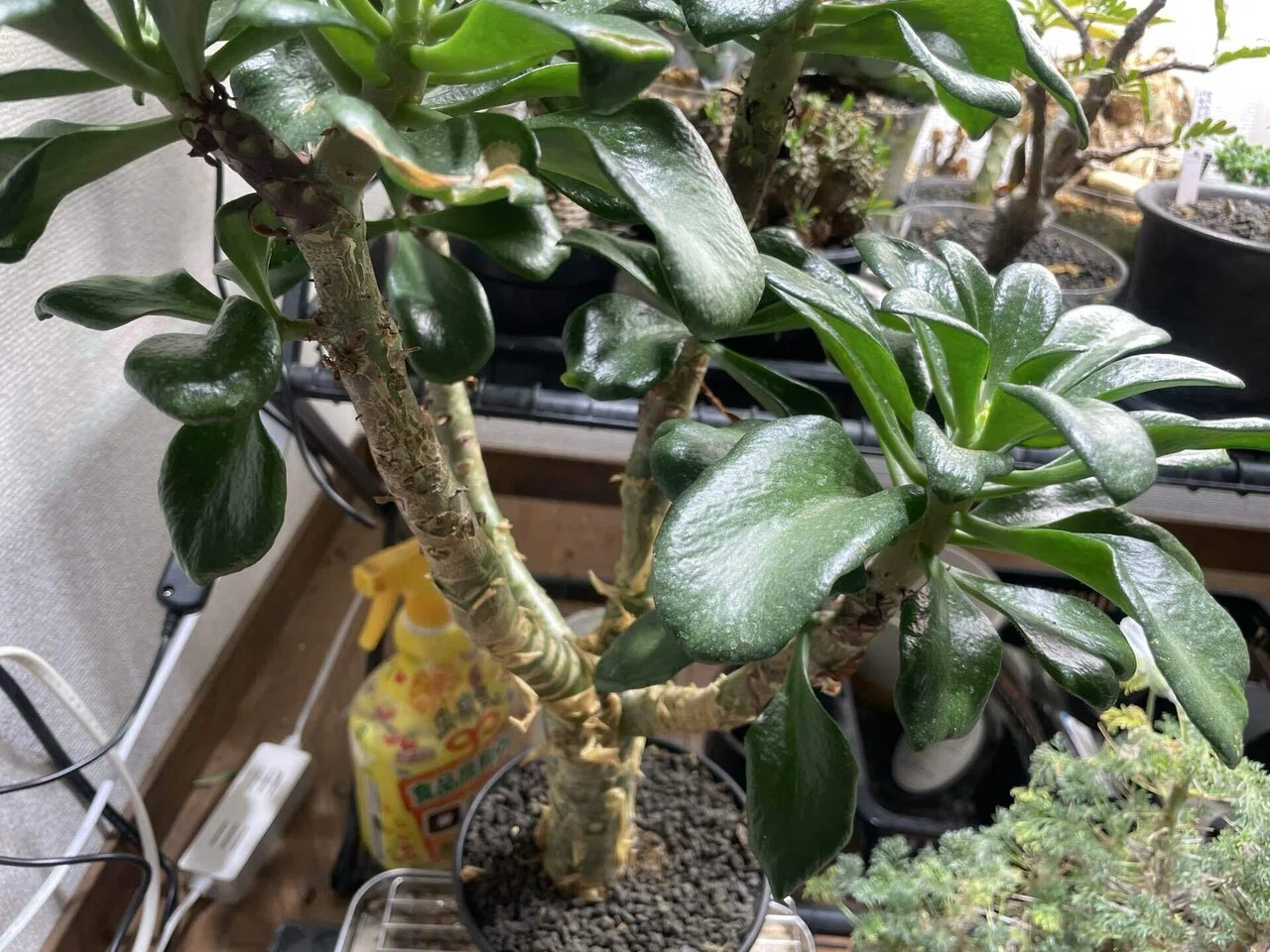 塊根植物⑩ チレコドンパニキュラツスの育て方｜コーデックス ファン