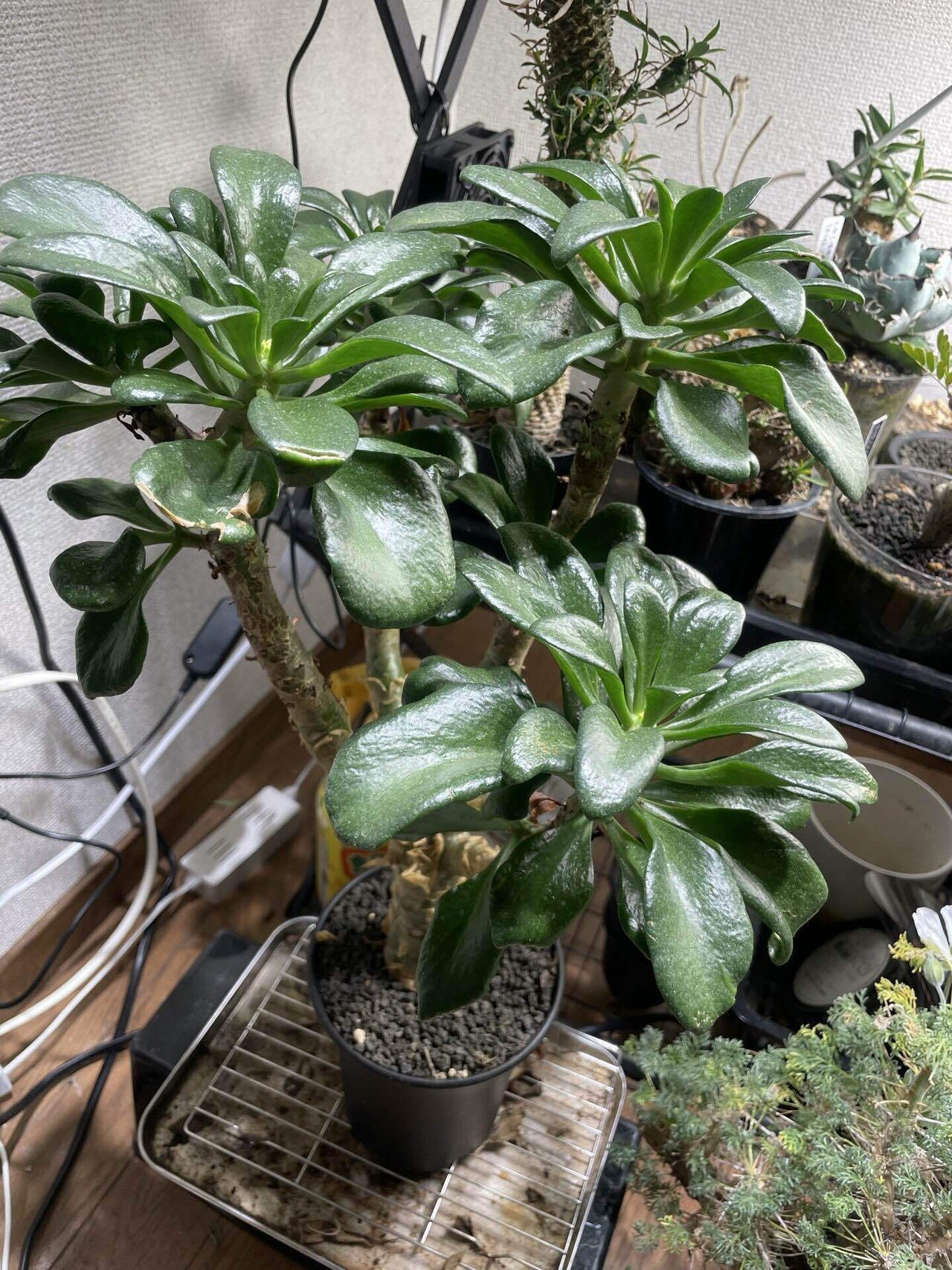 塊根植物⑩ チレコドンパニキュラツスの育て方｜コーデックス ファン