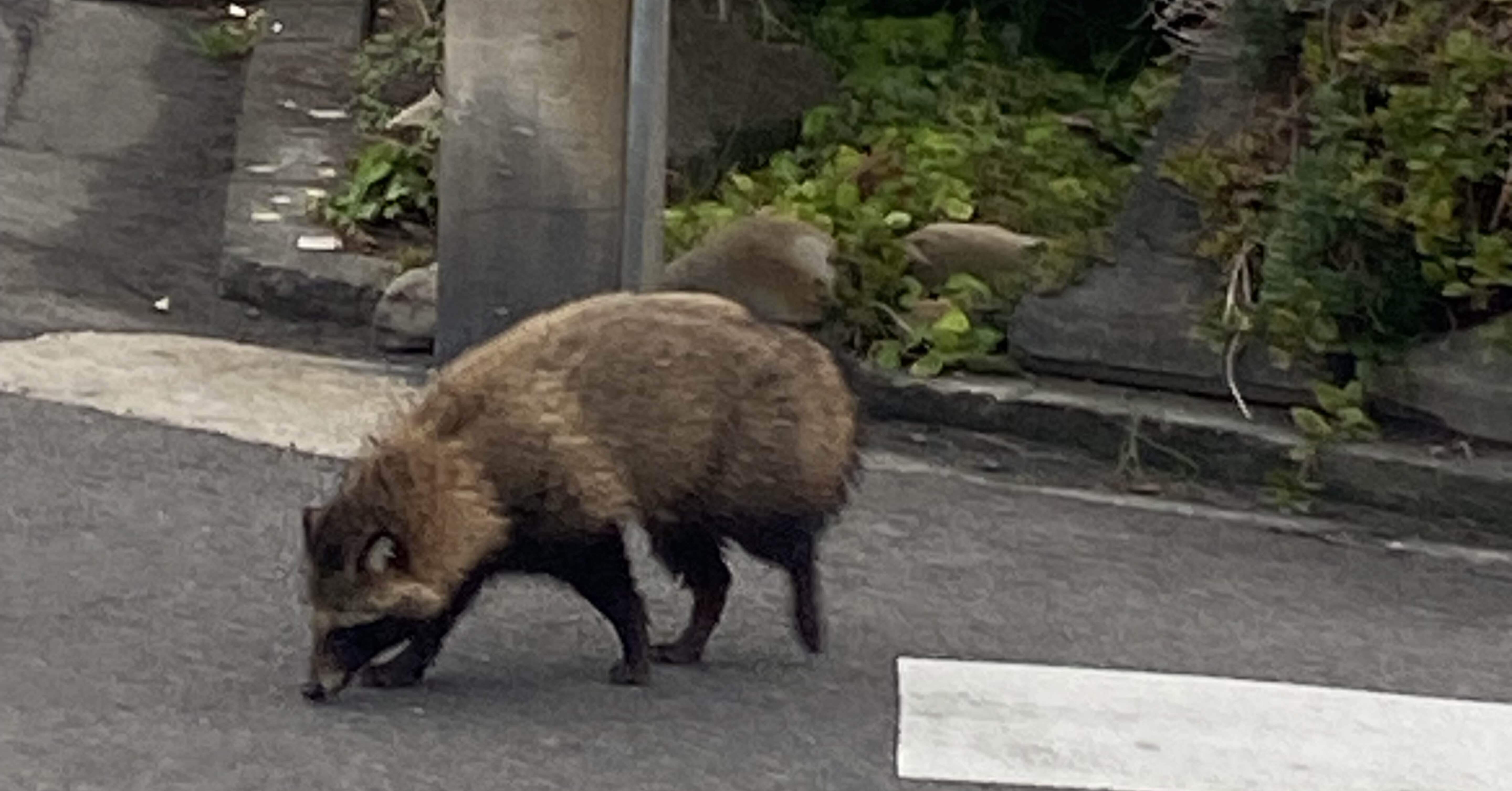 たぬきが出没しました、多度津町｜氏家 法雄 ujike.norio