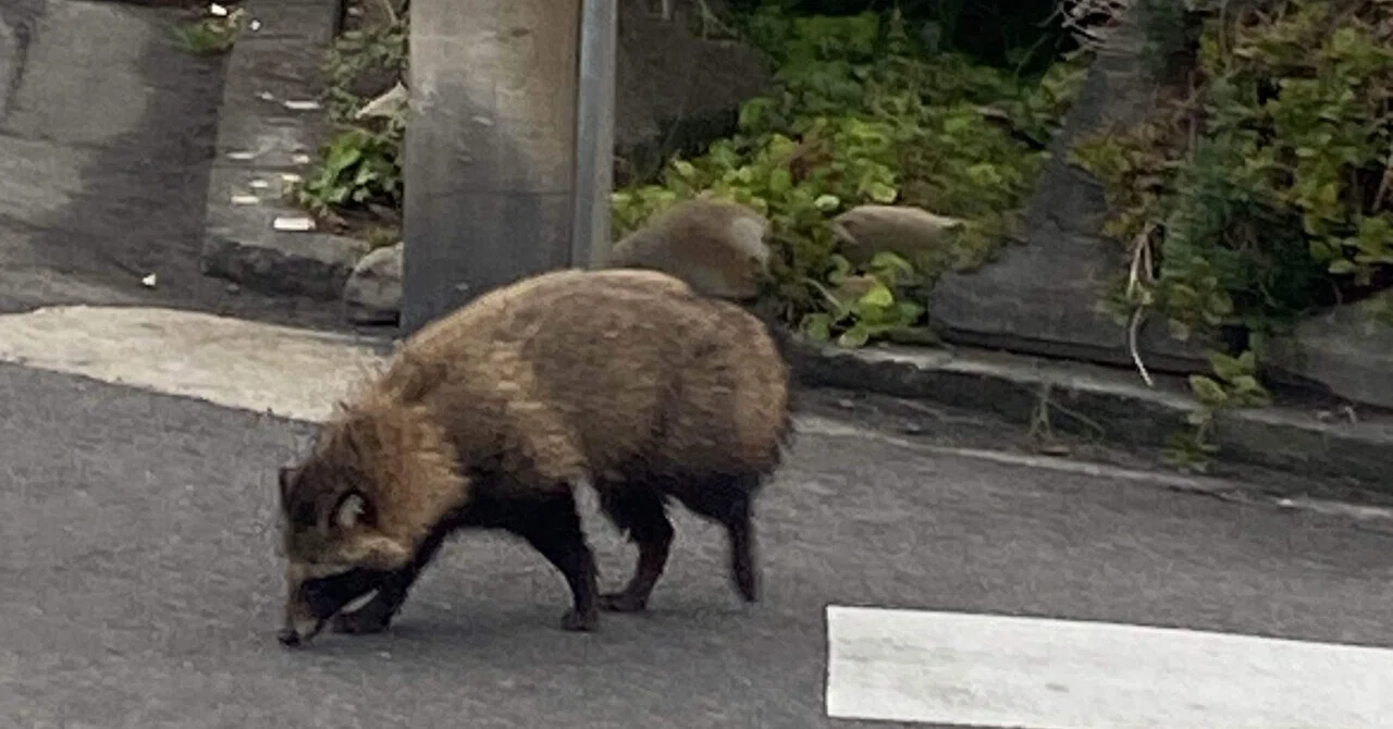 たぬきが出没しました、多度津町｜氏家 法雄 ujike.norio