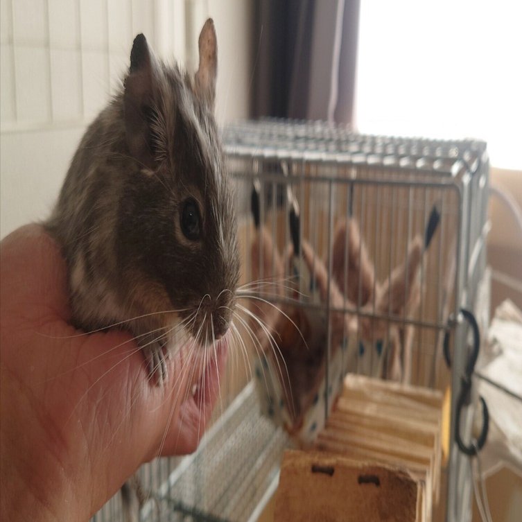 デグー初心者｜飼うために必要なもの【全部まとめました】─2026最新版