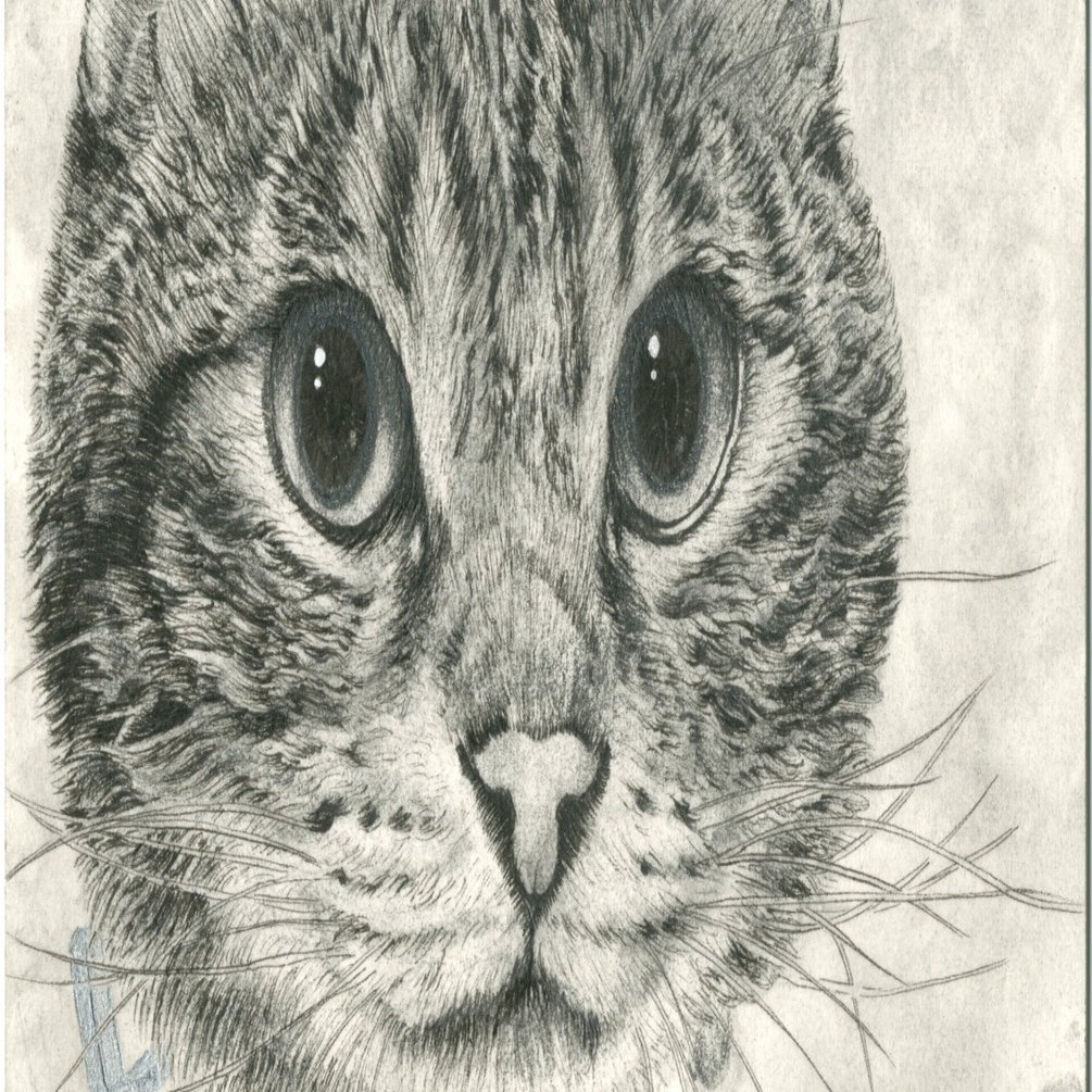 今週の猫】 Cat of the Week 2026/2/27｜山田貴裕