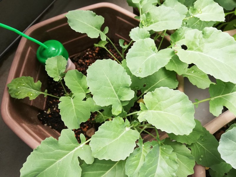 家庭菜園シリーズpart12 ほ ほうれん草の花 Sakuya Note