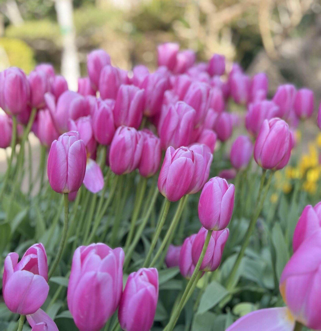 この時期に？素敵だったなぁ【チューリップ】🌷日記｜chiru