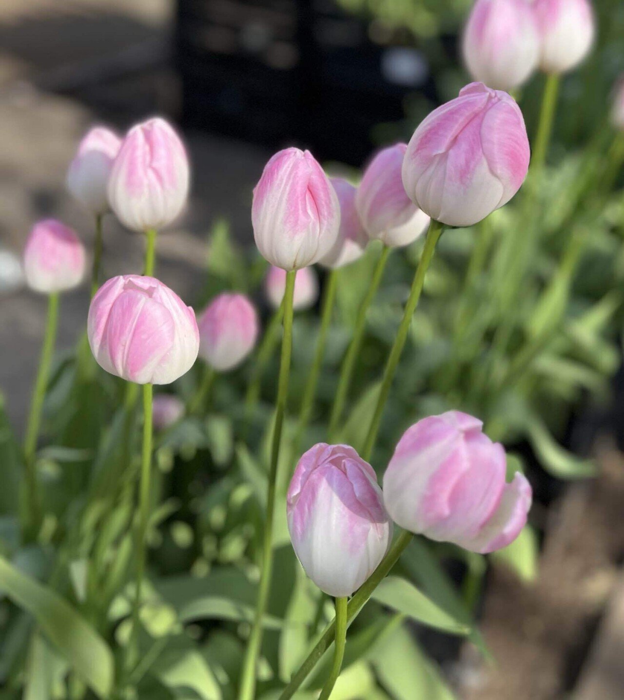 この時期に？素敵だったなぁ【チューリップ】🌷日記｜chiru