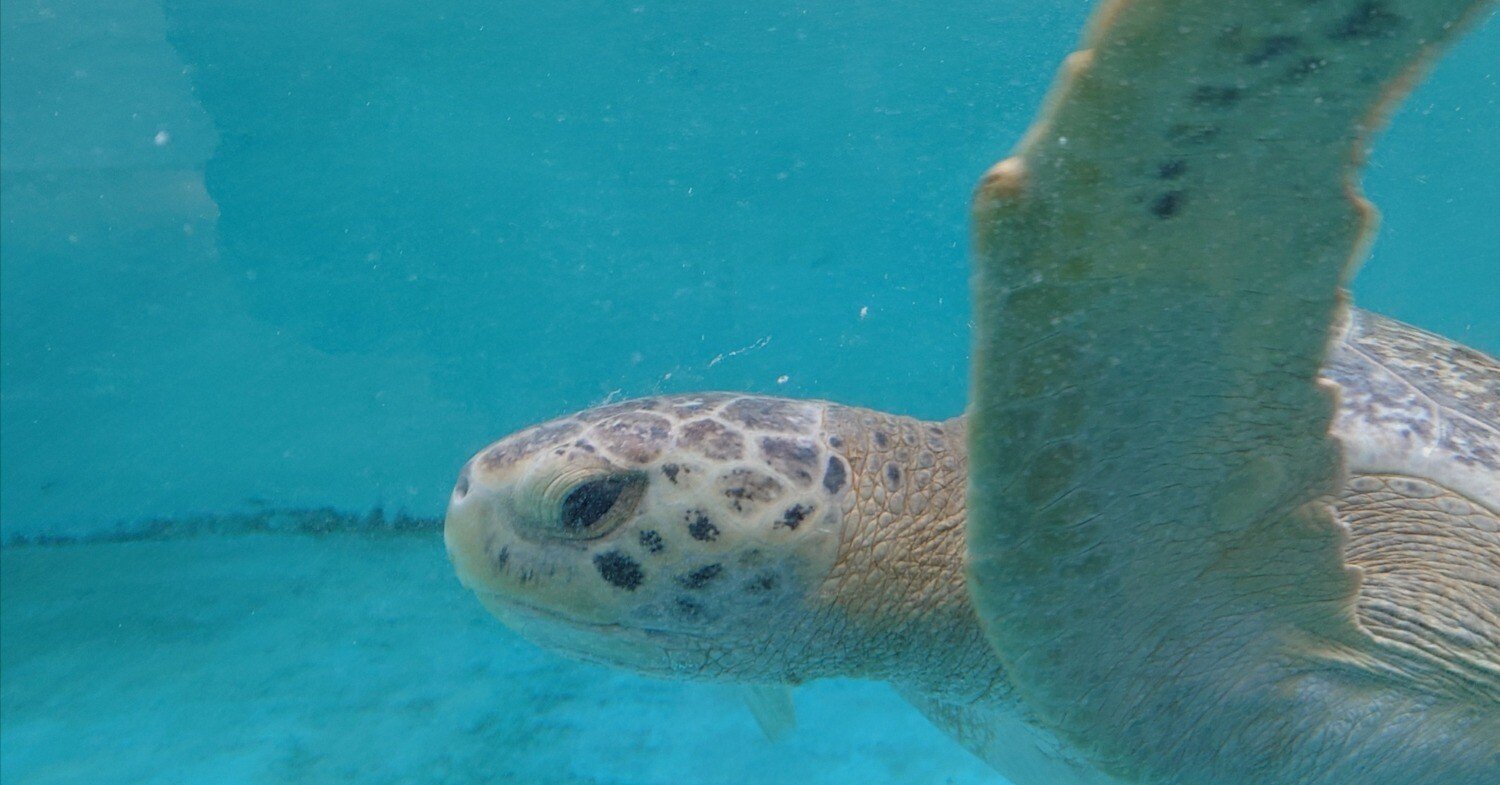 2026/2/27 日和佐うみがめ博物館カレッタですよ｜始祖鳥堂まふ（M.A.F.）