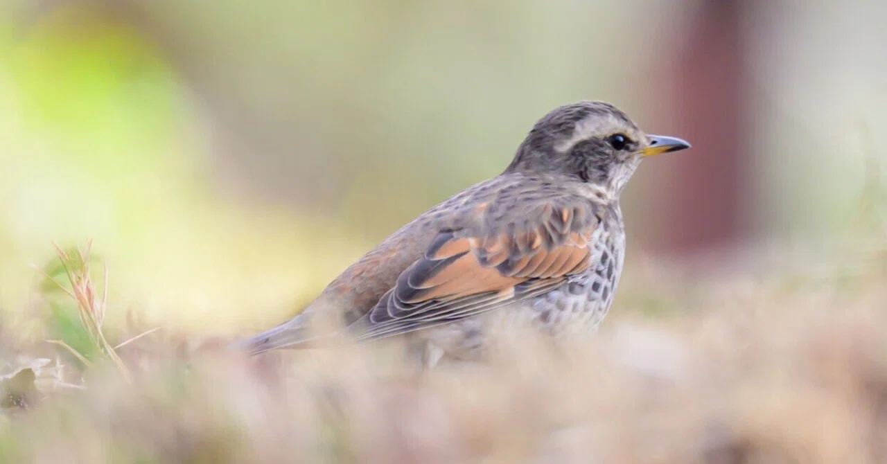 No.010 ツグミ ～ぼくが出会った野鳥図鑑～｜おっとみんの野鳥日記