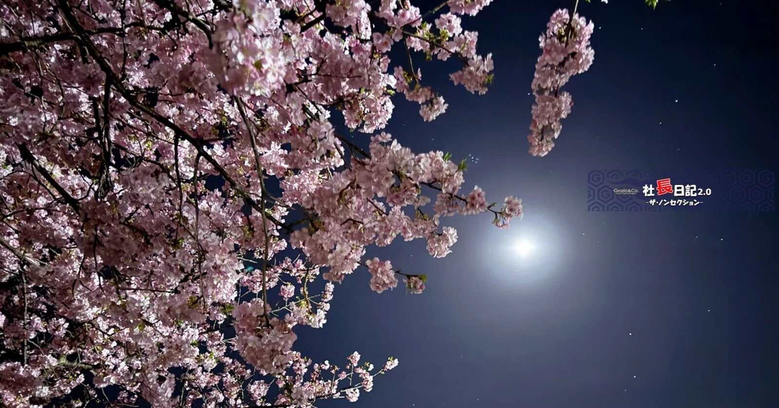 河津桜2026年は夜桜♬ で、感動の再会？！｜Grazio&Co.社長日記2.0