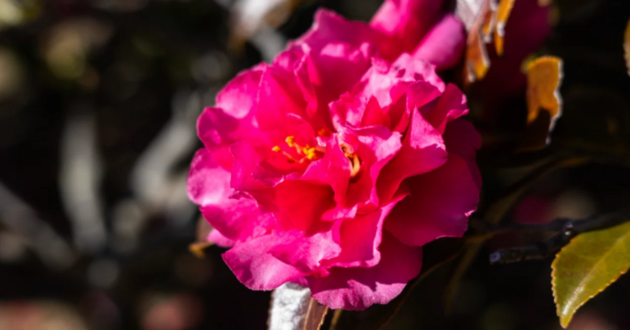 詩｜一輪の花。温かく｜砂糖の塊