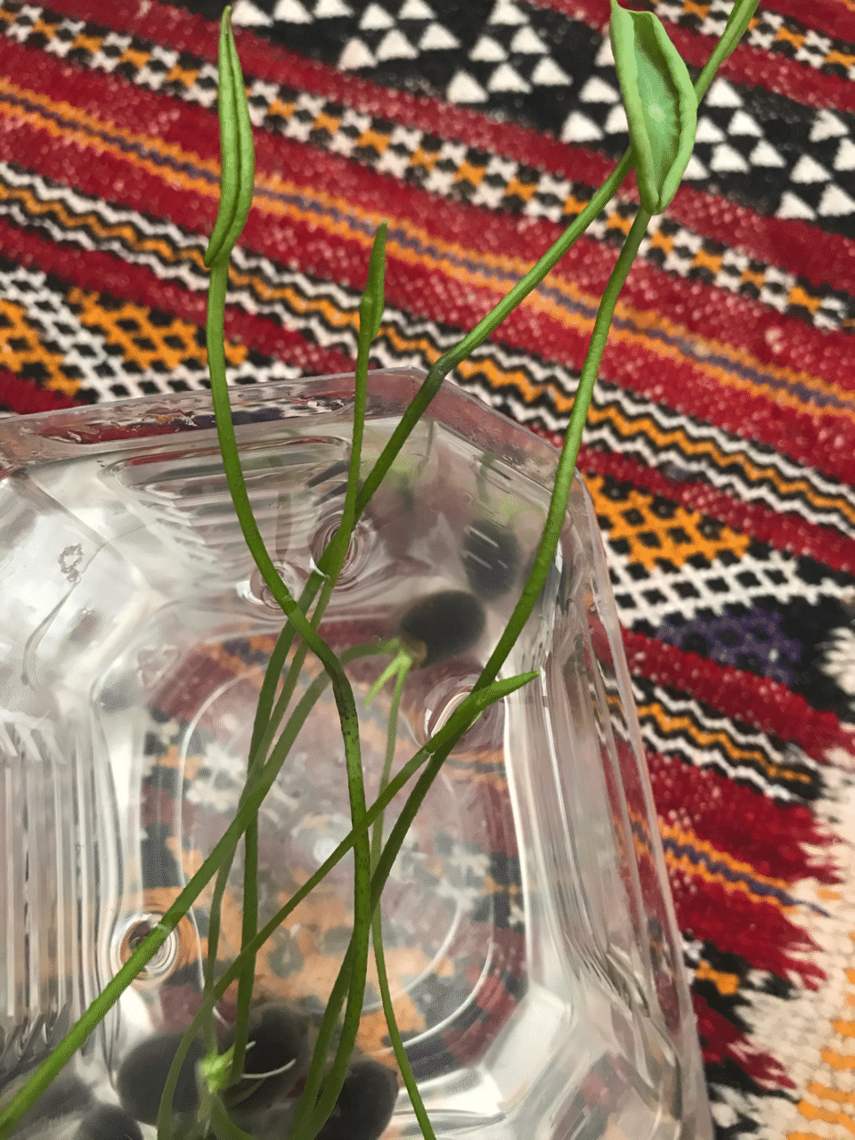 れんこん栽培 Koz 実践派naturalist Note れんこん栽培 Koz 実践派naturalist Note