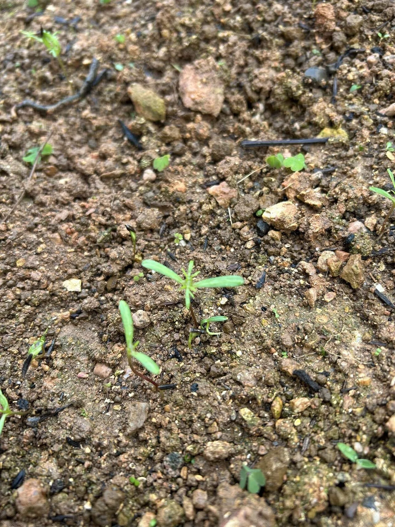 何の芽🌱（2）｜嘉手納町中央区自治会