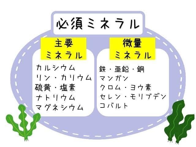 五大栄養素の1つミネラルの働き 阿部 陸 筋トレの価値を伝えるトレーナー Note