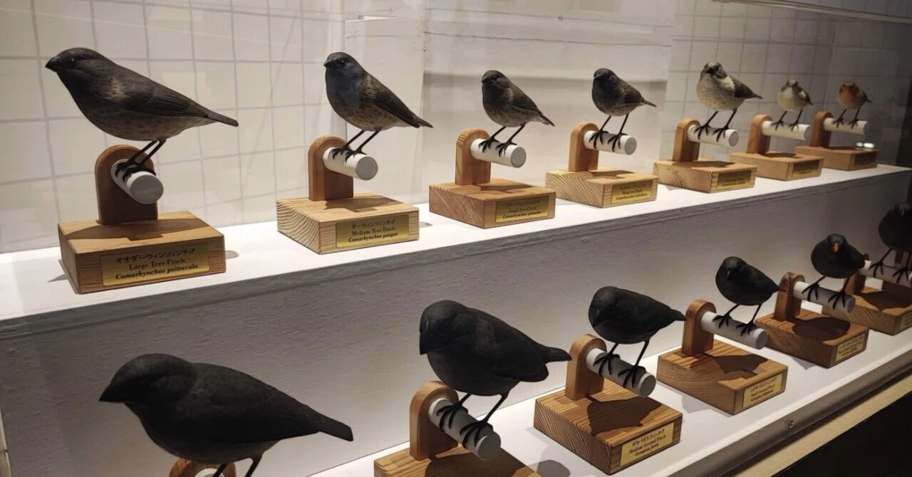 鳥の仮剥製作り」ができる博物館ボランティアは、私の居場所 ＃60