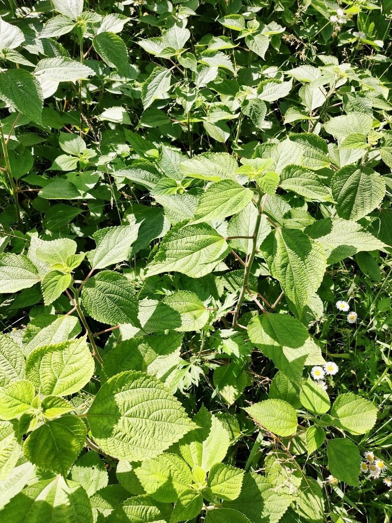 これが食べられるとは思わなかったが ヨーロッパでは美味しい野草と人気の イラクサーナンバンカラムシ みよしーな Note