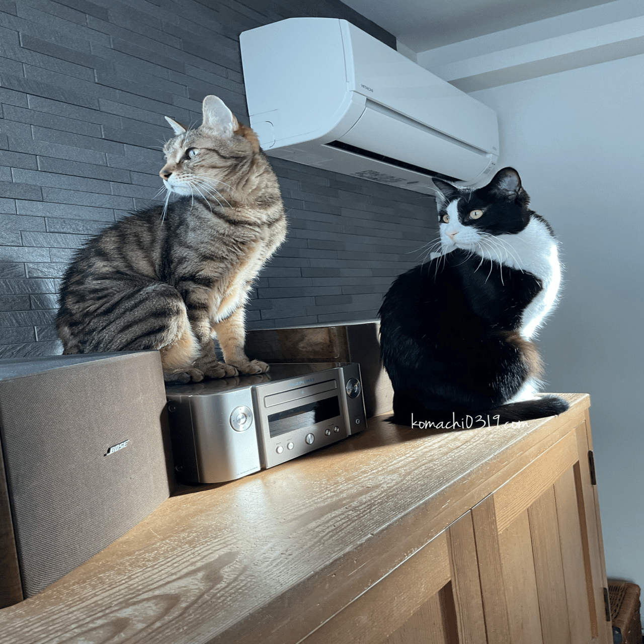 2026年2月27日 夜の猫達｜こまち