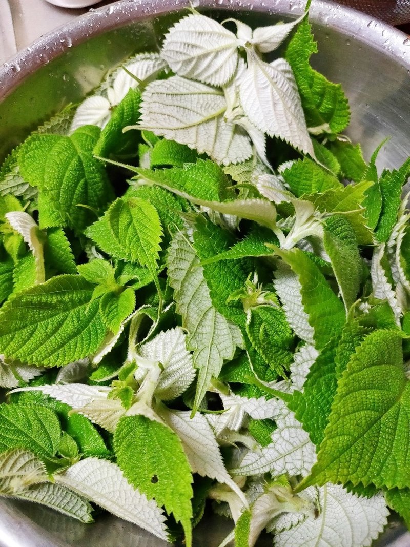 これが食べられるとは思わなかったが ヨーロッパでは美味しい野草と人気の イラクサーナンバンカラムシ みよしーな Note これが食べられるとは思わなかったが ヨーロッパでは美味しい野草と人気の イラクサーナンバンカラムシ みよしーな Note