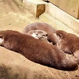 たまねぎけんし