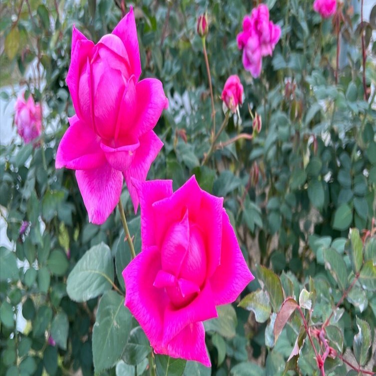 🇫🇷マダム・ピア・オイラー（Madame Pierre Euler）IMG_2905 🌹中之島