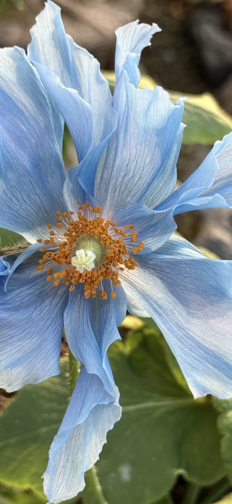 メコノプシス ベトニキフォリア 空の青が地上に落ちてきた花｜EGGSEED