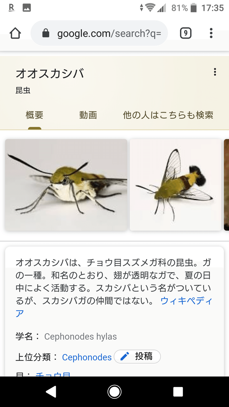 外の生き物 解答編にしようと思ったら虫の世界が広く深すぎて気が狂いそうになった 昆虫注意 丸山おまる Note