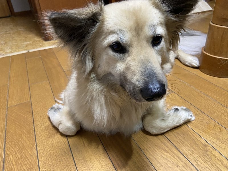 犬が首をかしげて不思議がってる いや それ違う意味なんです その本当の意味は ドッグライフサポーター 獅子パパ Note 犬が首をかしげて不思議がってる いや それ違う意味なんです その本当の意味は ドッグライフサポーター 獅子パパ Note