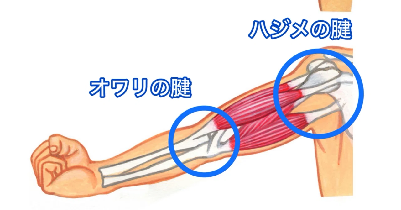 腱エクササイズとは? 私のライフワークを解説|腱で体を目覚めさせる・横手さだひさ