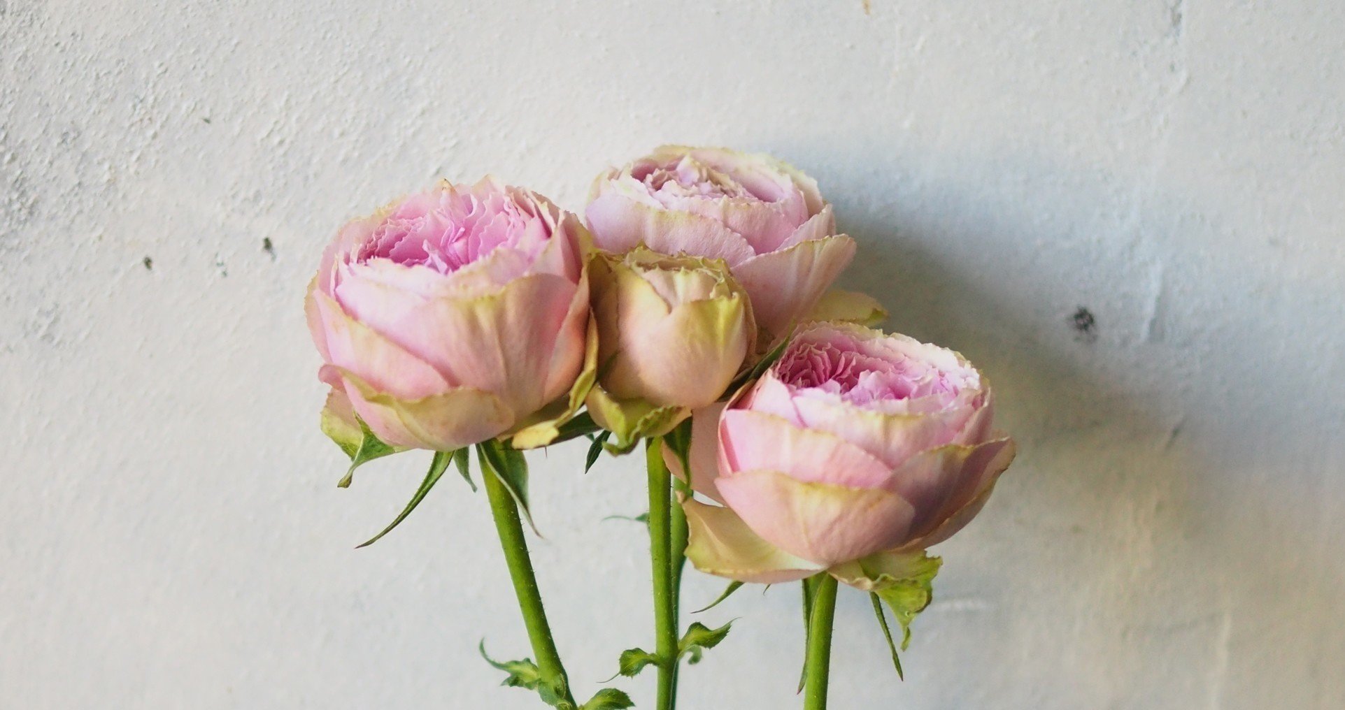 一人つらいこと抱え込む あなたのその強さに賞賛を 望月 まつり 生きるの楽に研究 Note 一人つらいこと抱え込む あなたのその強さに賞賛を 望月 まつり 生きるの楽に研究 Note