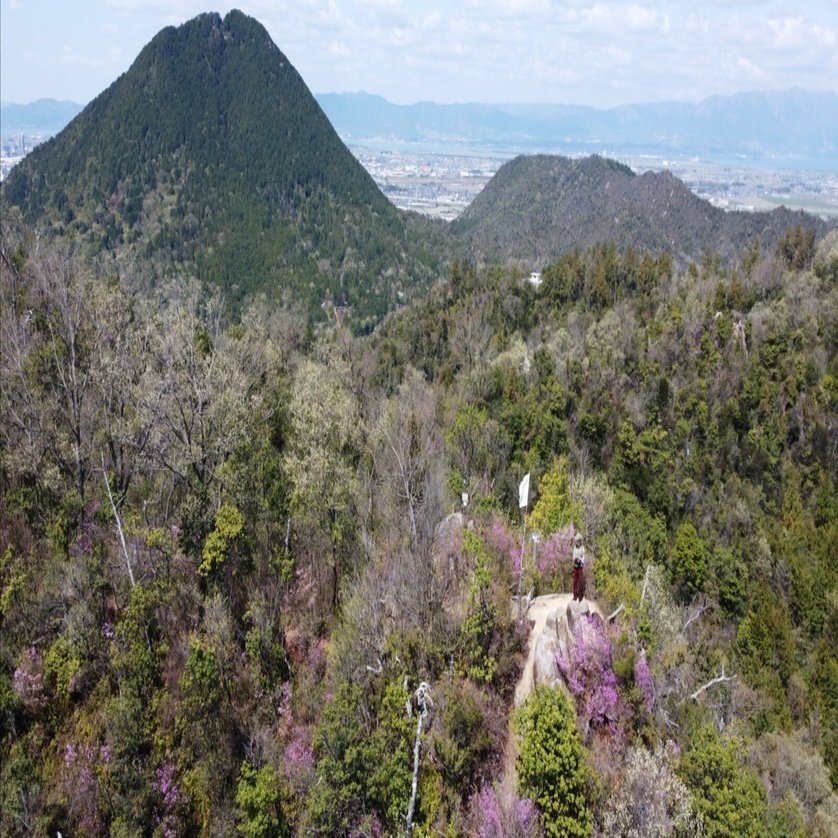 257．滋賀県のミツバツツジ｜sasayan