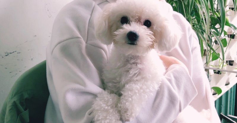 犬と一緒にお出かけしたい 犬okなレストランに持っていくと安心できるアイテム一覧 トイプードルと筋トレに救われたアラサー Note