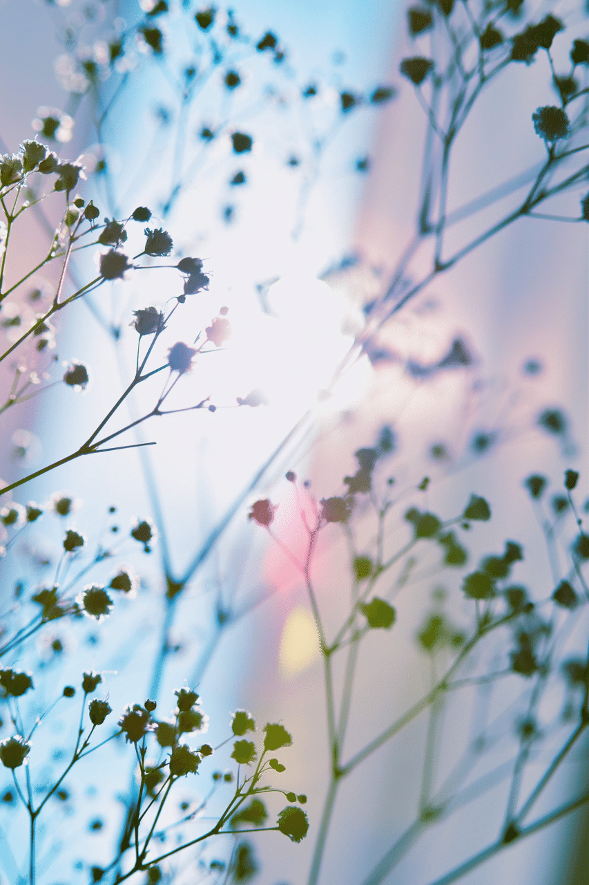 朝のかすみ草 若奈 Note