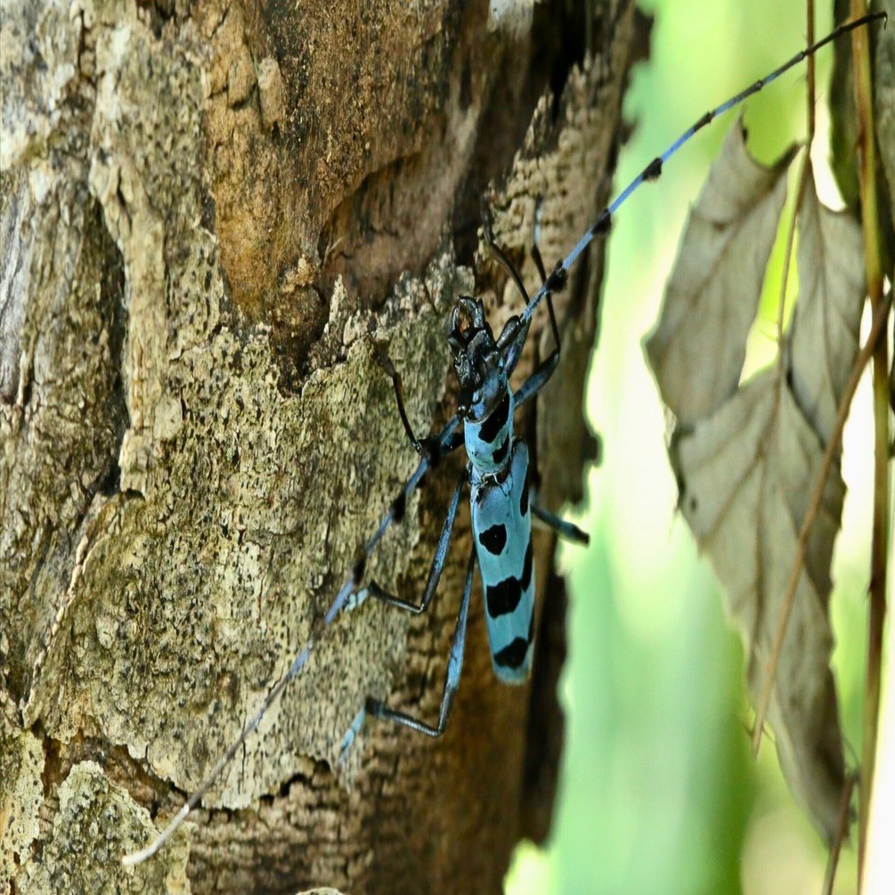 B-19＞ 星を冠するカミキリムシたちへ 3｜かみきりむし