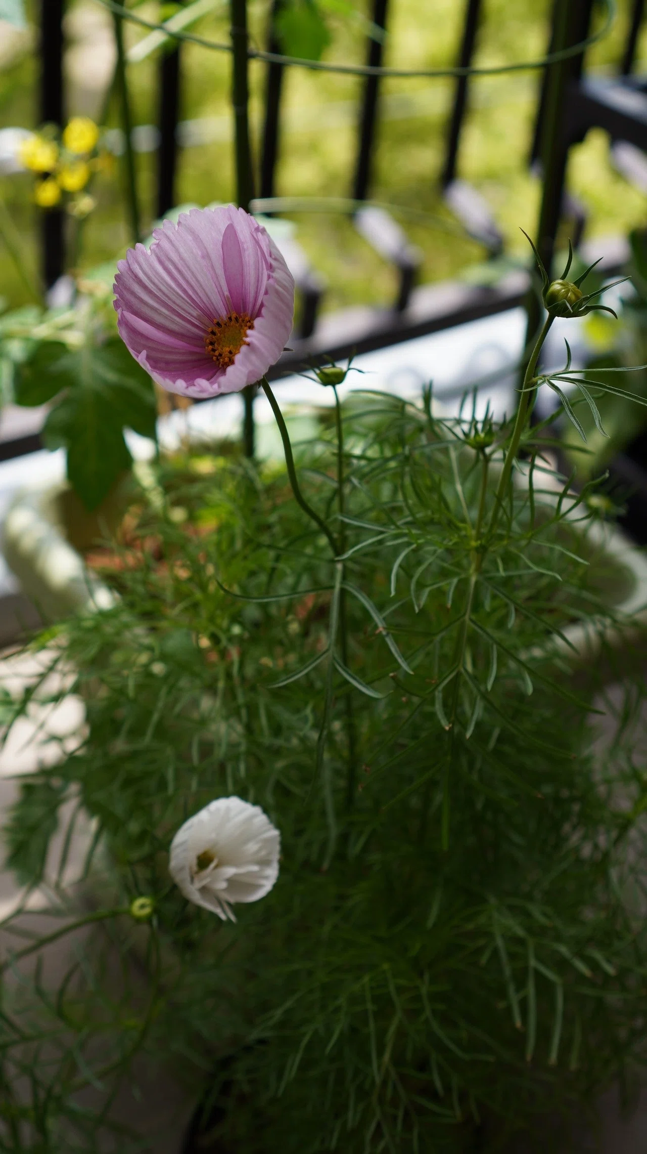 コスモスの開花と今日のお世話(ジギタリス・カリフォルニアポピー)｜うつ畑