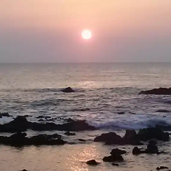 野舞