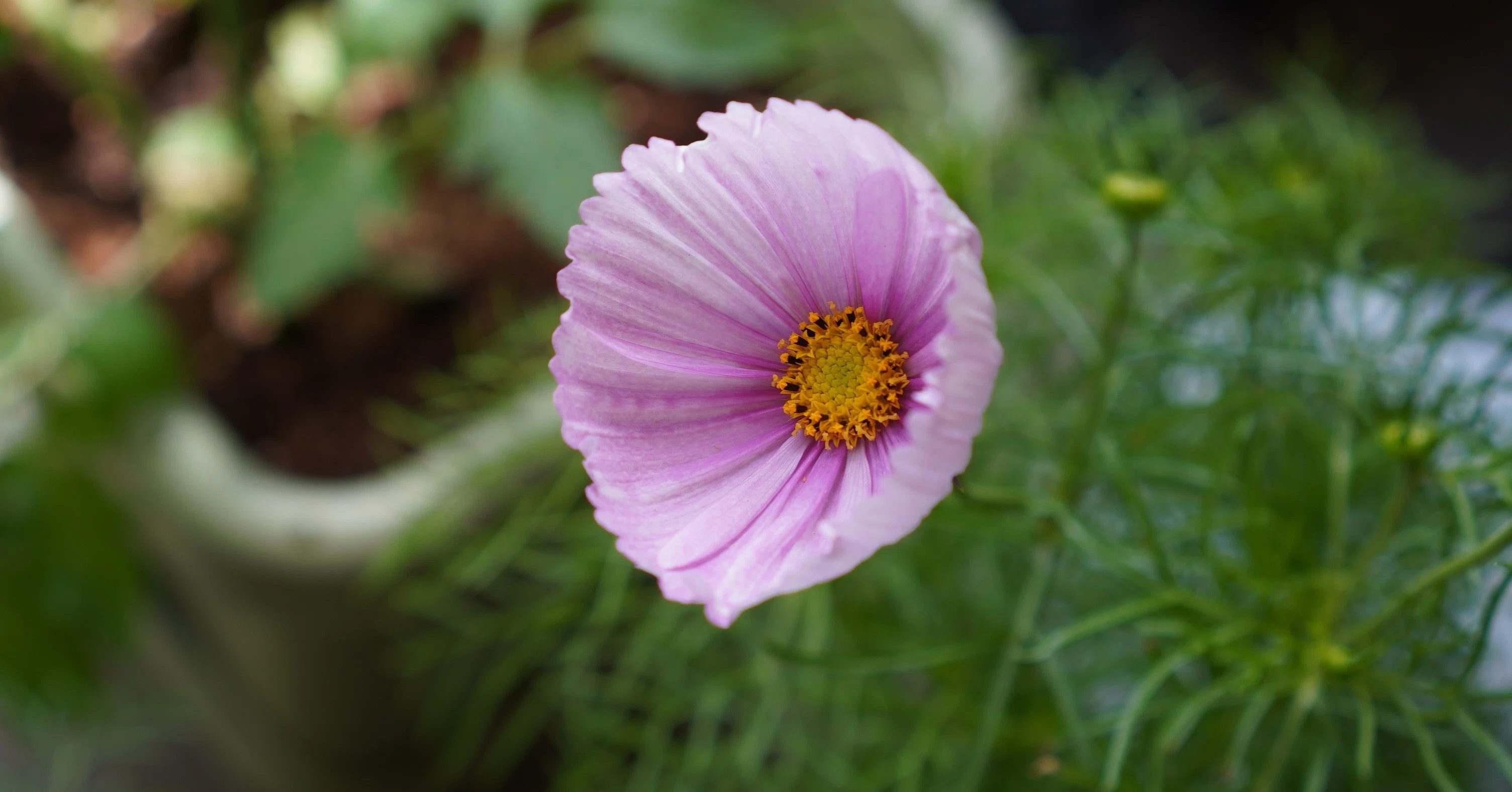 モントゥトゥユピィページ コスモスのお花ॱ⋅.˳˳.⋅˙ॱᐧ.˳˳.⋅ઇଓ コスモスの開花と今日のお世話(ジギタリス・カリフォルニアポピー)｜うつ畑