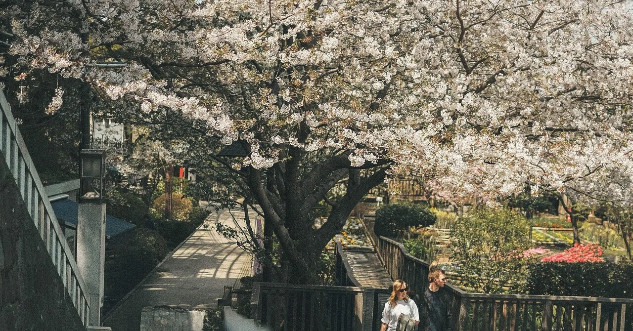 去年の桜写真を見ながら感じたRAWとJPEGの話。｜sho