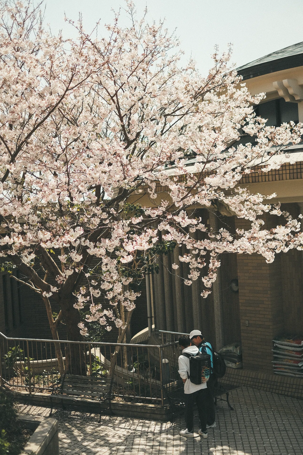 去年の桜写真を見ながら感じたRAWとJPEGの話。｜sho