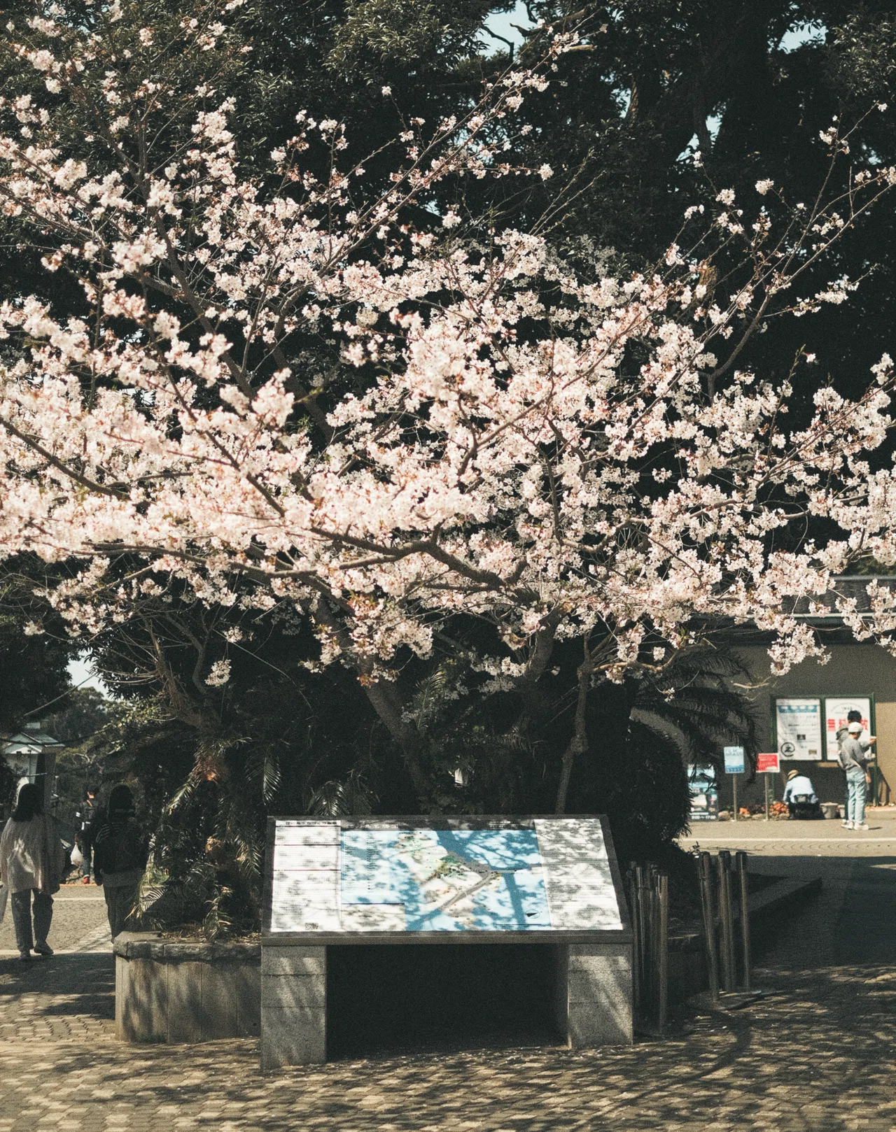 去年の桜写真を見ながら感じたRAWとJPEGの話。｜sho