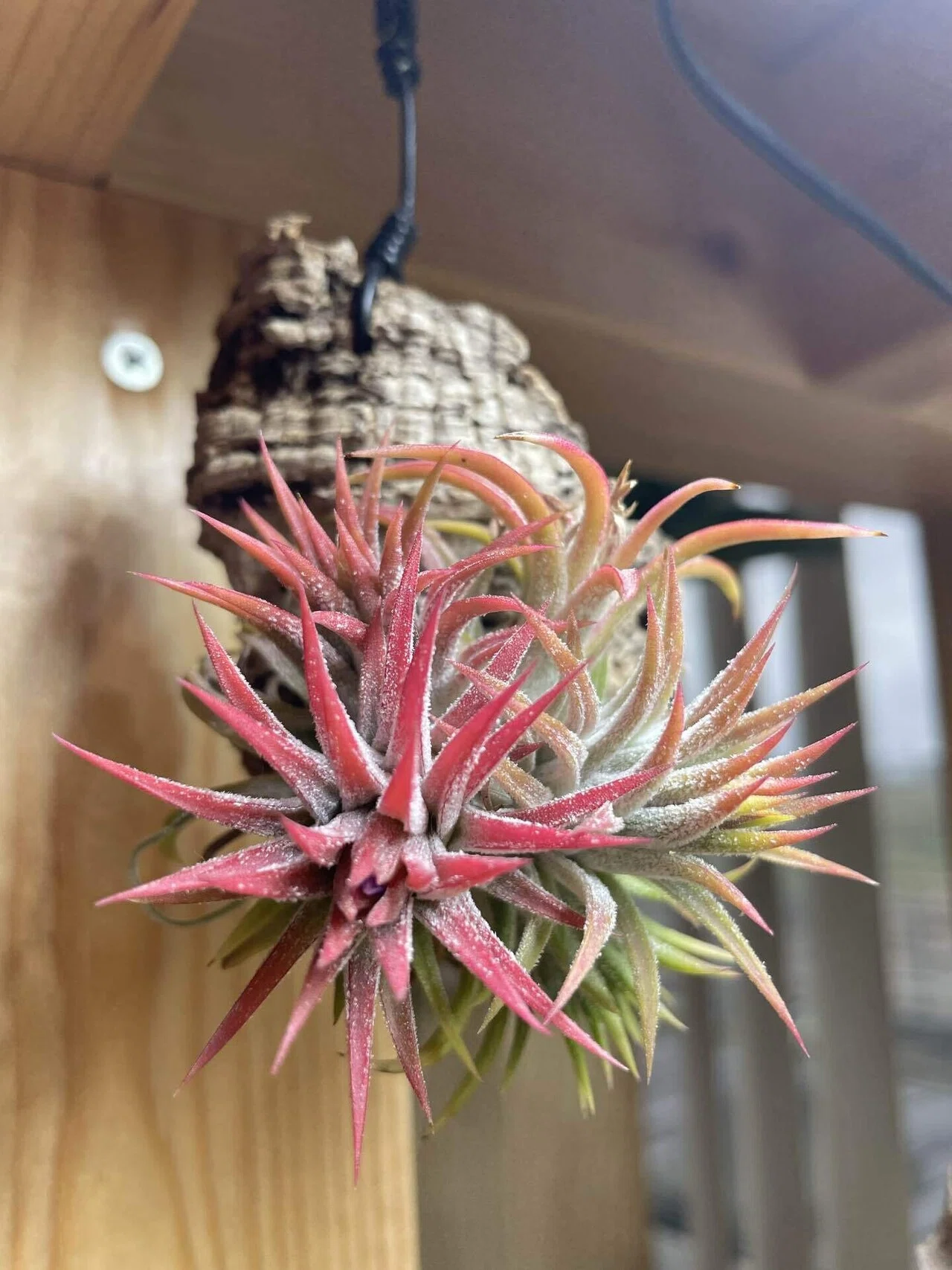 エアープランツの色付きと開花と私の想い｜植楽｜Shokuraku