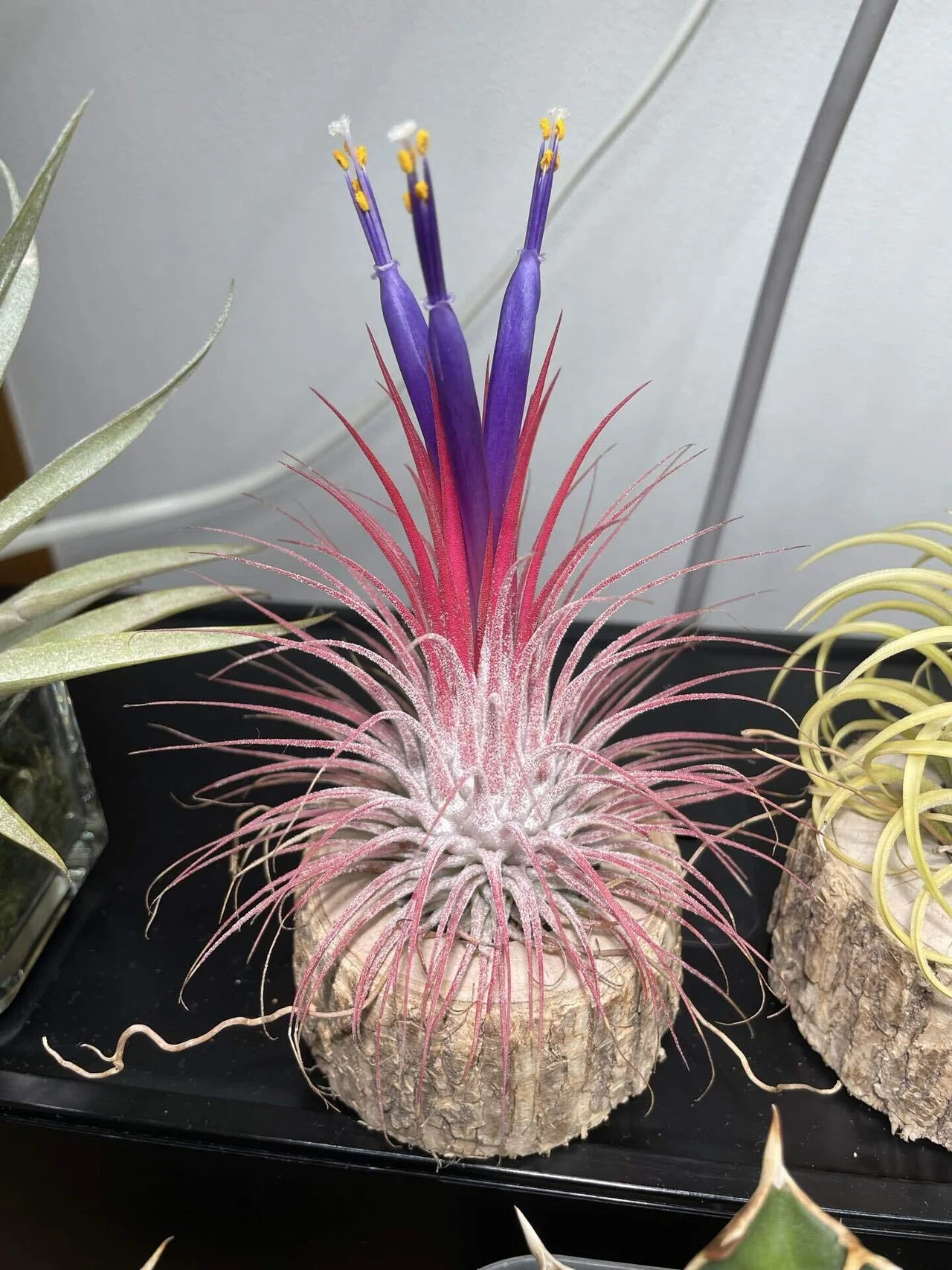 エアープランツの色付きと開花と私の想い｜植楽｜Shokuraku