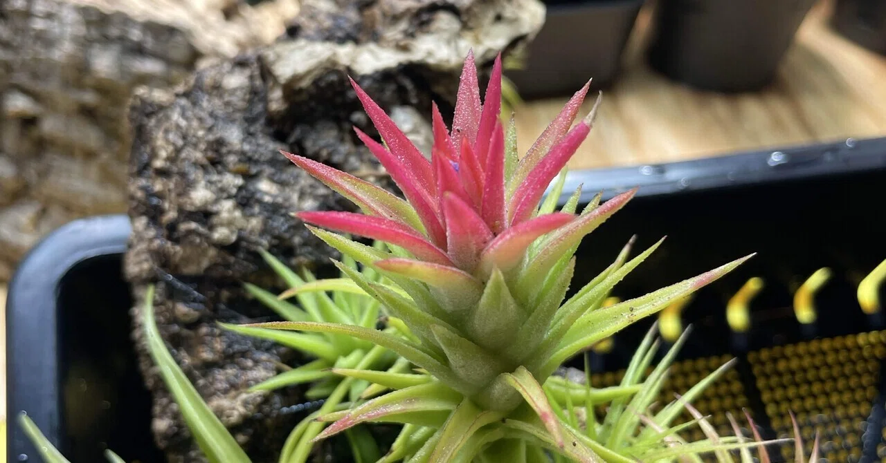 エアープランツの色付きと開花と私の想い｜植楽｜Shokuraku