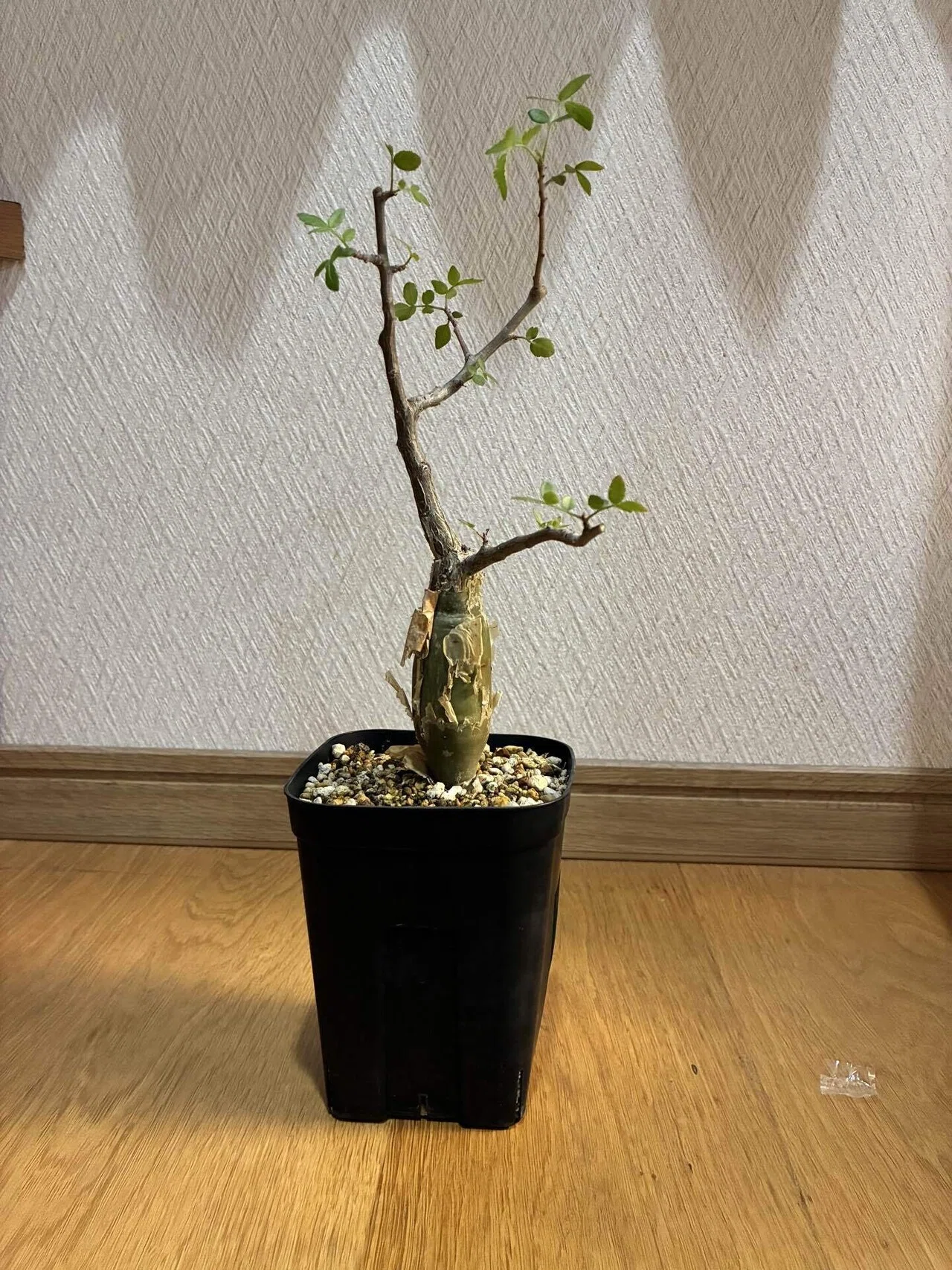 ブルセラファガロイデスの剪定をしました。｜半分本気の塊根日記