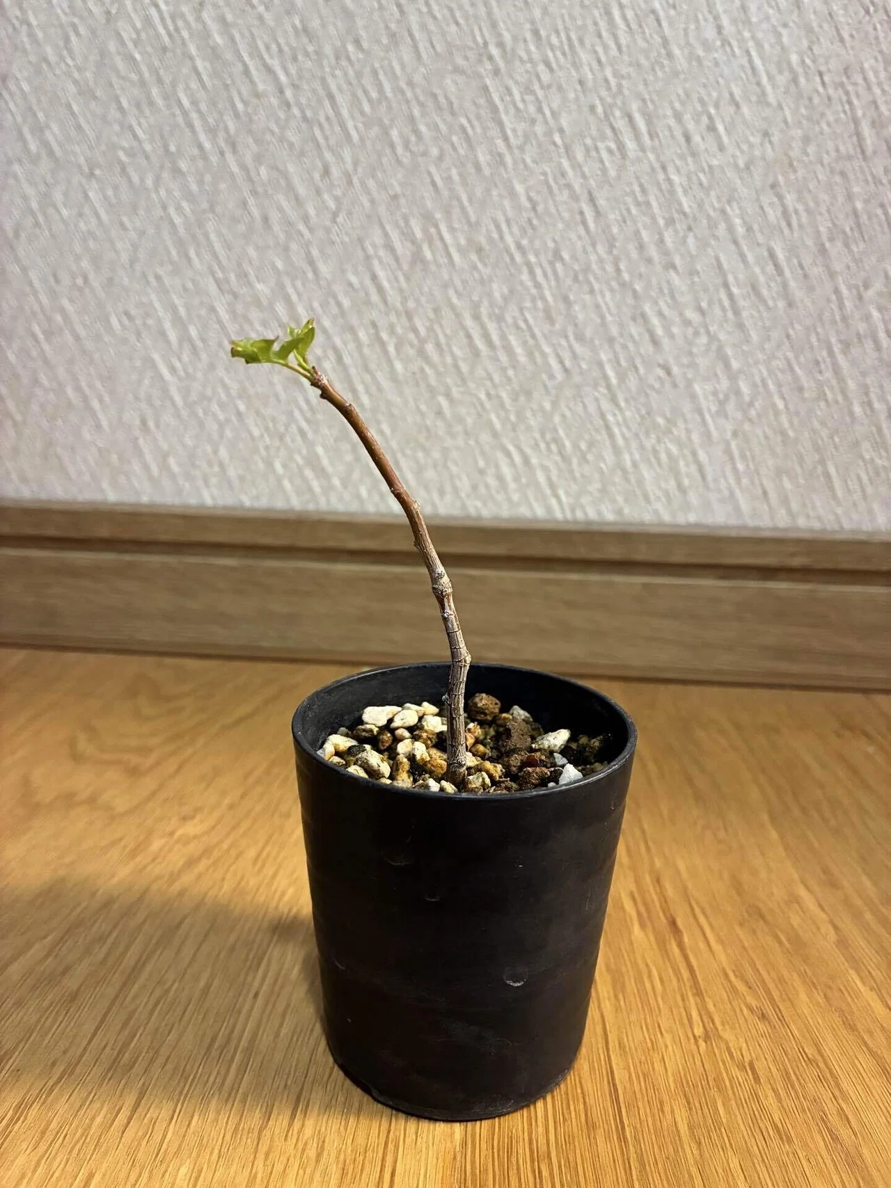 ブルセラファガロイデスの剪定をしました。｜半分本気の塊根日記