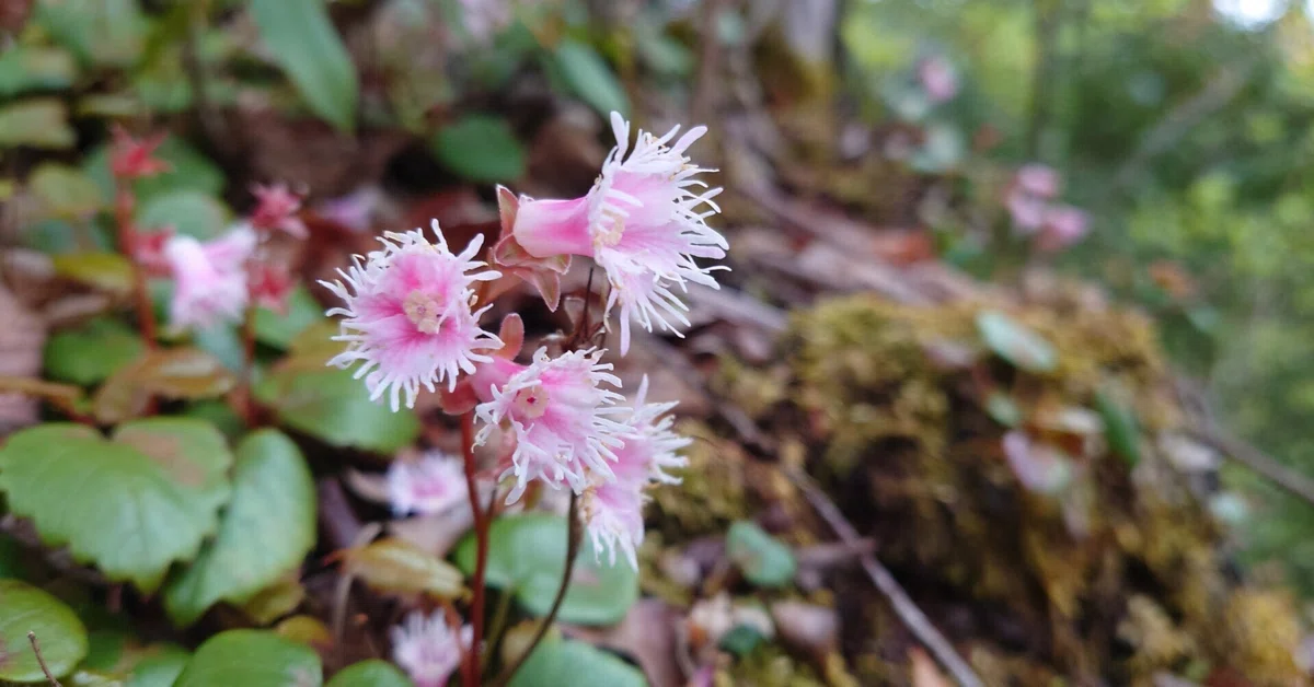 Spring Wildflowers [Ashitaka Mountain Range] Short-fringed Galax ...