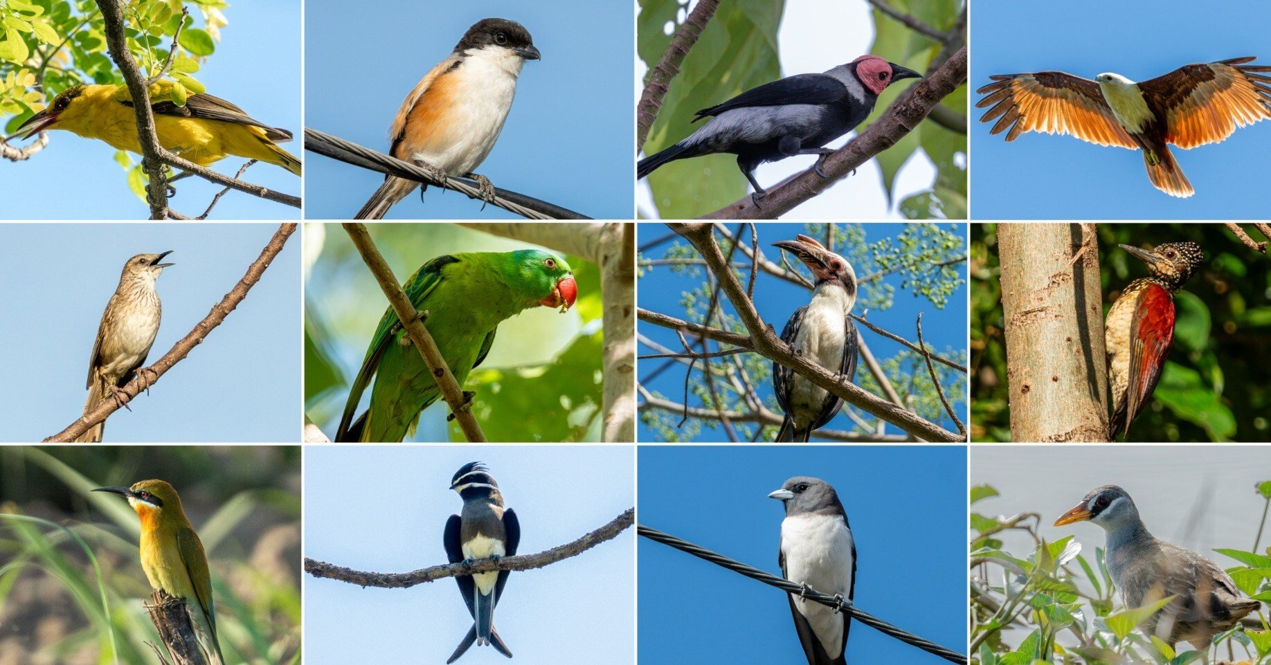 フィリピン ルソン島で鳥を観る（前編）｜mountori