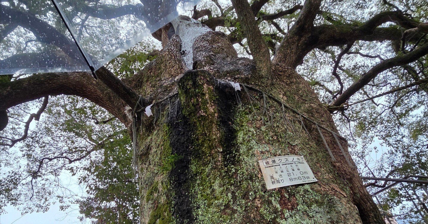 長崎の記 クスノキ｜Tampopo
